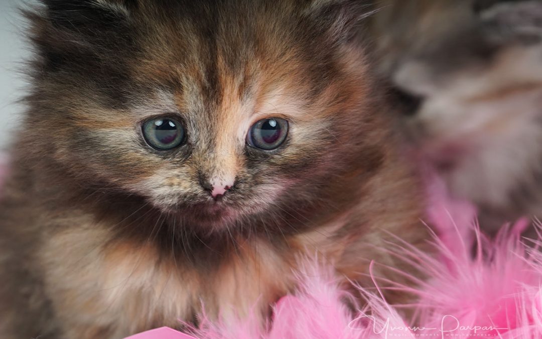 Fotoshooting mit Daria und ihren süssen Kitten